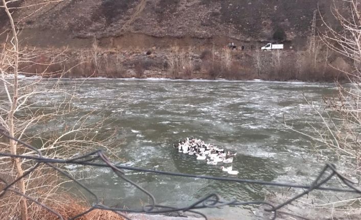 Yüzeyi donan gölde mahsur kalan kazlar için AFAD ekipleri seferber oldu