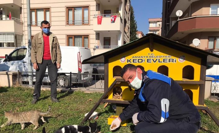 Amasya Belediyesi sokak hayvanları ve kuşlar için mama ile yem dağıttı