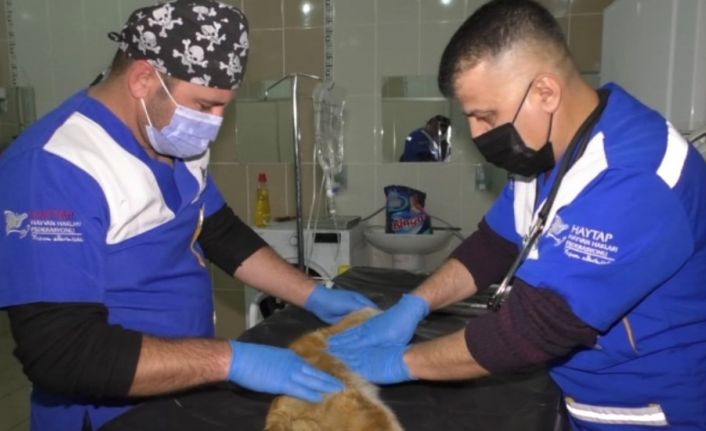 Aracın çarptığı ve kalbi duran kedi, kalp masajı yapılarak hayata döndürüldü