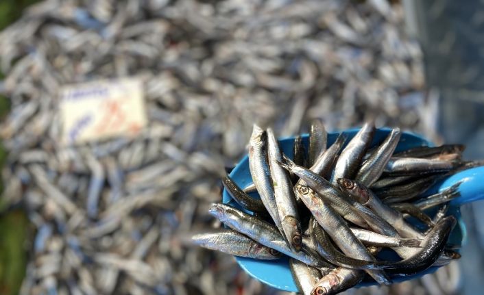 Avlanma yasağı vatandaşların hamsi özlemini arttırdı