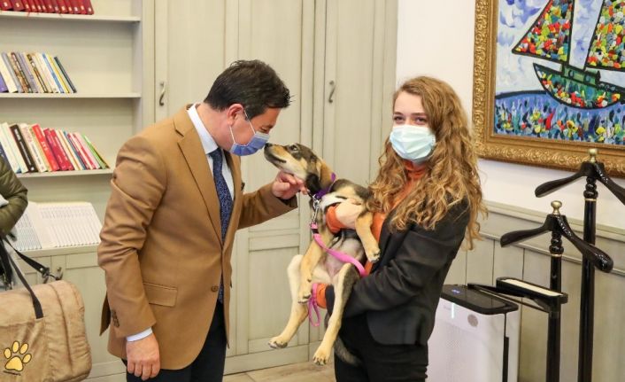 Badem için seferber oldular