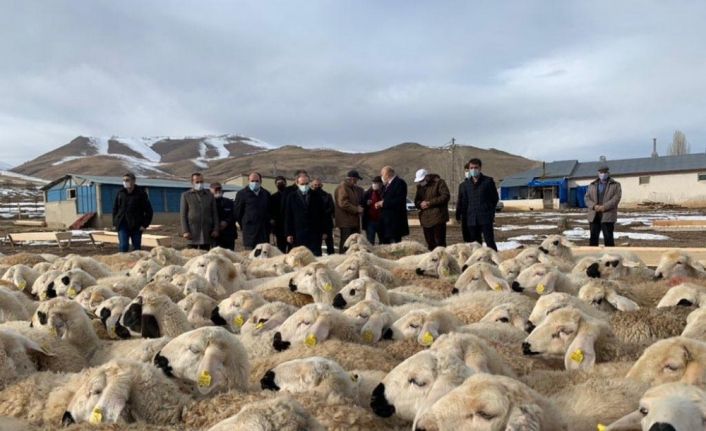 Bayburt’ta "Köyümde Yaşamak İçin Bir Sürü Nedenim Var Projesi" kapsamında çiftçilere koyunları teslim edildi