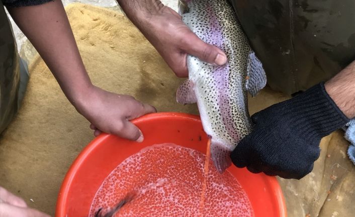 Bebek gibi bakılıyor tek tek el masajıyla yumurtaları alınıyor