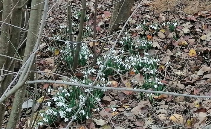 Bilecik’e kış gelmeden kardelen çiçekleri açtı