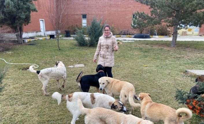 ’Büyükşehir Belediyesi sokak hayvanlarına sahip çıkmıyor’ iddiası