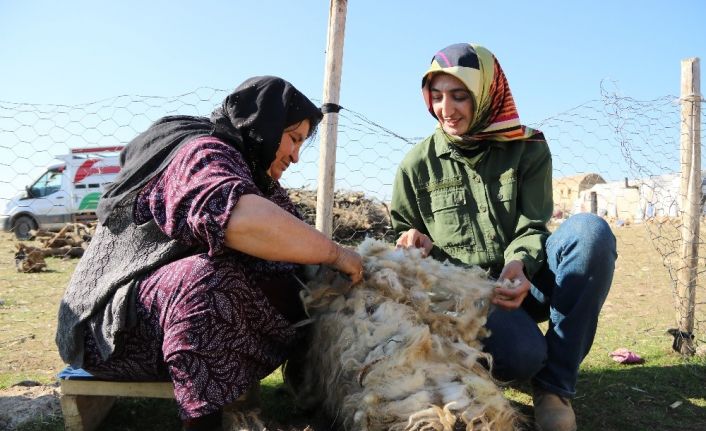 Doktora tezi için 8 aydır göçerlerle birlikte yaylada yaşıyor