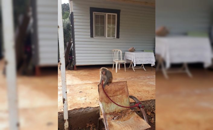 Evinde maymun ve keklik besleyen kişiye 2 bin 763 lira para cezası kesildi