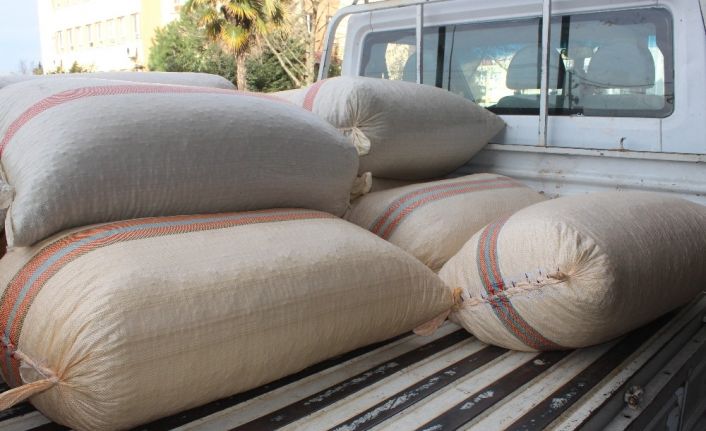 Giresun’da serbest piyasada fındık fiyatları 23 lira 50 kuruş civarında seyrediyor