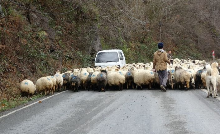 Havalar sıcak gidince yaylaya çıkmışlardı, havalar soğuyup kar gelince tekrar köylerine indiler
