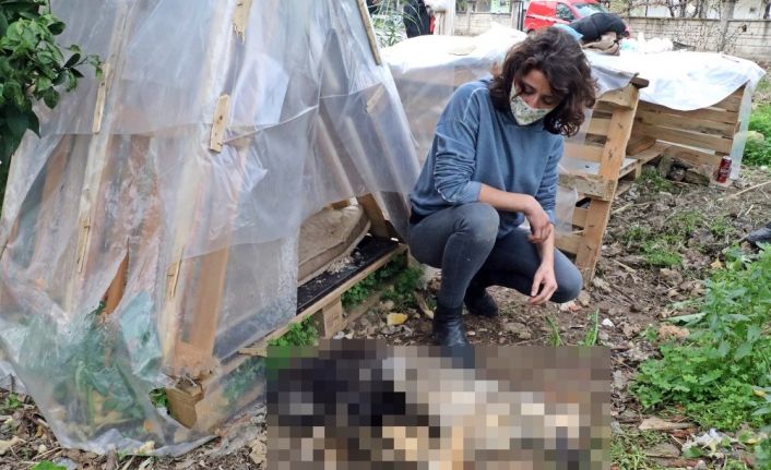 Her akşam beslediği yavru köpekleri bir gün beslemedi, sabah geldiğinde ölüleriyle karşılaştı