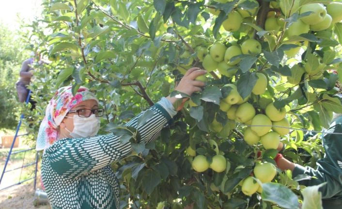 Isparta’da elma üretimi rekor kırdı, kentte bu sezon 900 bin ton elma üretildi