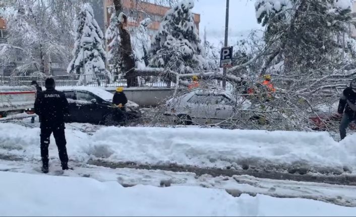 Karın ağırlığına dayanamayan ağacın dalı kırıldı, park halindeki araçların üzerine düştü