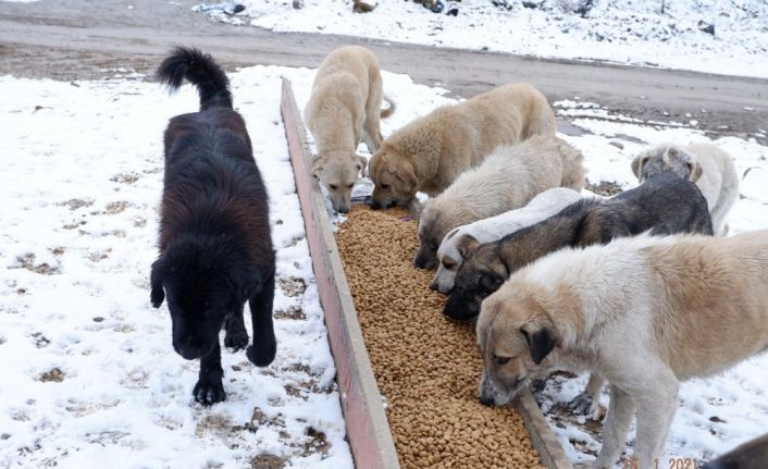 Karlı havada sokak hayvanları unutulmadı