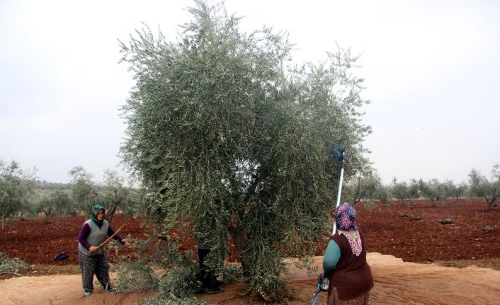 Kilis’te zeytin hasadında sona gelindi