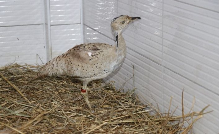Kırmızı listedeki yaralı yakalı toy kuşu tedavi altına alındı