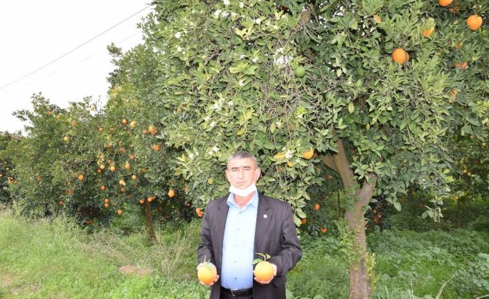 Kumluca’da kış ortasında meyve veren ağaçlar vatandaşı şaşırttı