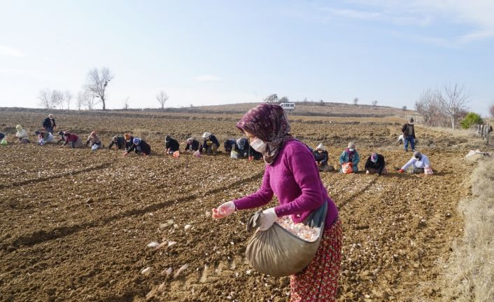 Kuraklık korkusu nedeniyle Taşköprü sarımsağı bu yıl toprakla erken buluştu