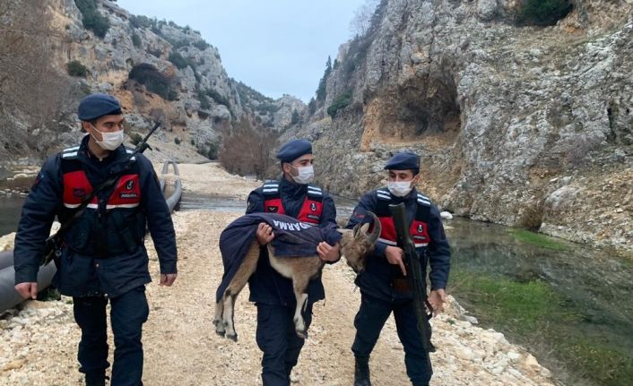 Mersin’de yaban keçisi yavrusu ormanda donmak üzereyken bulundu