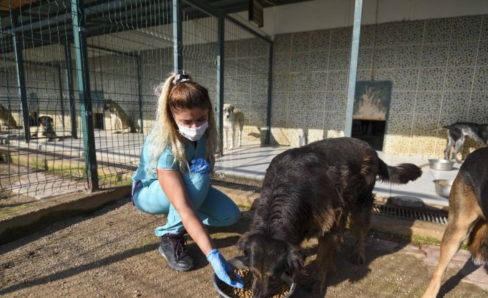 Muratpaşa Belediyesi’nden sokak kedileri için ameliyathane