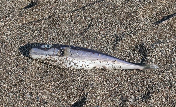 Olta balıkçılarının avlayıp denize attığı ölü balon balıkları fırtına sonrası sahile vurdu