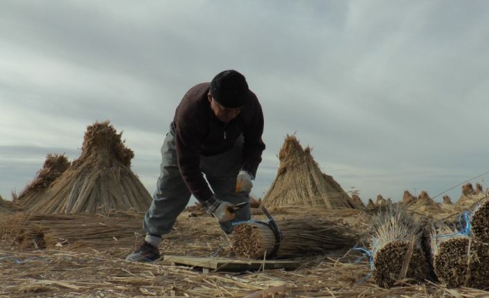 (Özel) Eksi 10 derecede toplanan kamışlar yurt dışına ihraç ediliyor