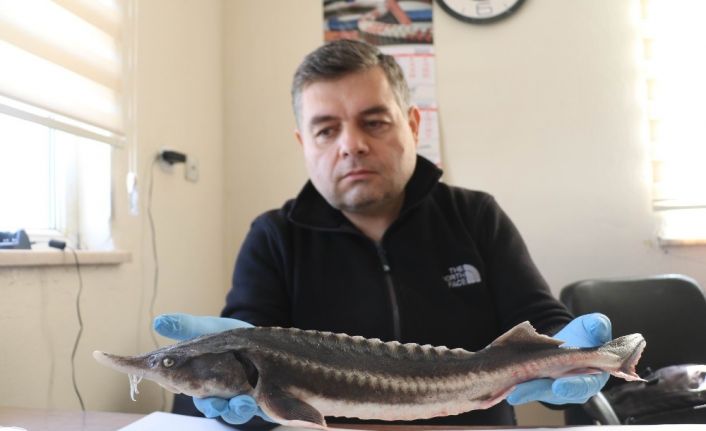 (Özel Haber) Havyarı 85 bin TL olan Mersin balğı Fırat’ta yetiştirilecek