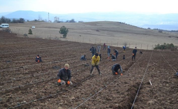Reşadiye lavanta ile kalkınacak