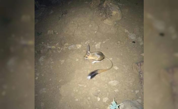 Şırnak’ta IUCN’nin ’kırmızı’ listesinde bulunan Arap tavşanı görüntülendi