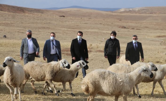 Sivas’ta küçükbaş hayvan yetiştiricileri birleşti, hedef 100 bin koyun