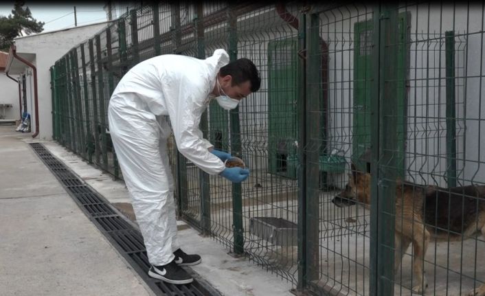 Sokak Hayvanları Tedavi ve Rehabilitasyon Merkezi hizmet vermeye devam ediyor