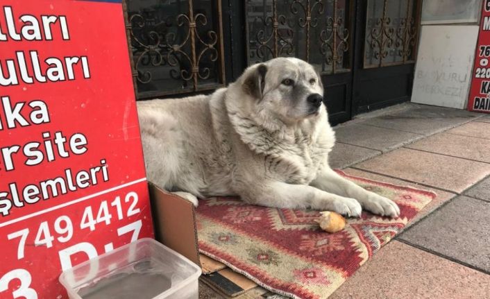 Sokak hayvanlarının su ve maması dondu