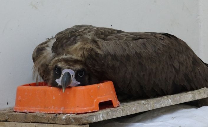 Soyu azalan Kara Akbaba, bitkin halde bulunup, koruma altına alındı