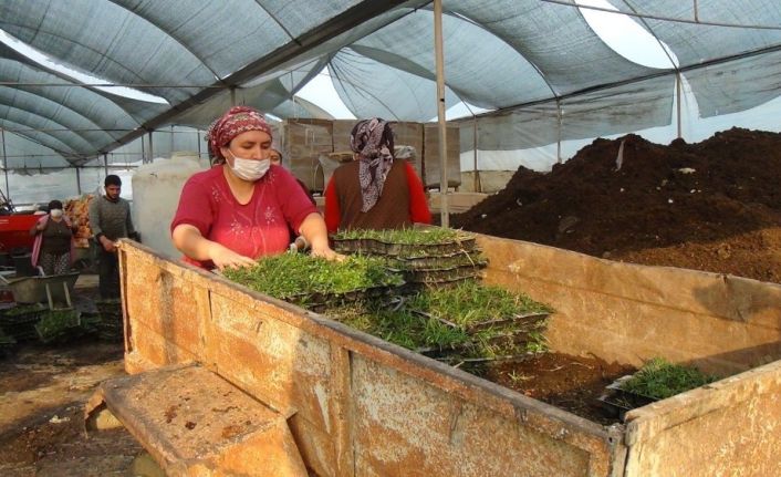 Susuzluğa dayanıklı hazır çim büyük rağbet görüyor, metrekaresi 20 liradan satılıyor
