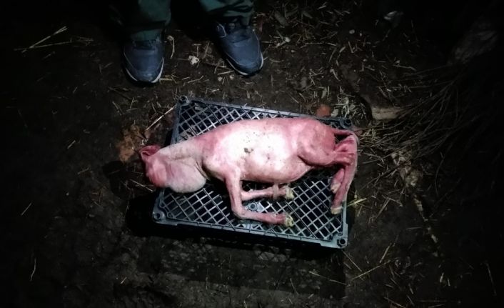 Tekirdağ’da şaşkınlık veren ikiz kuzular...Biri tüysüz ve yüz kısmı gelişmeden doğdu