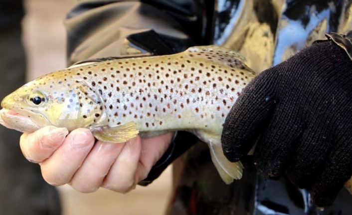 Trabzon’da geçen yıl 2 milyon 100 bin adet yavru doğal alabalık üretildi