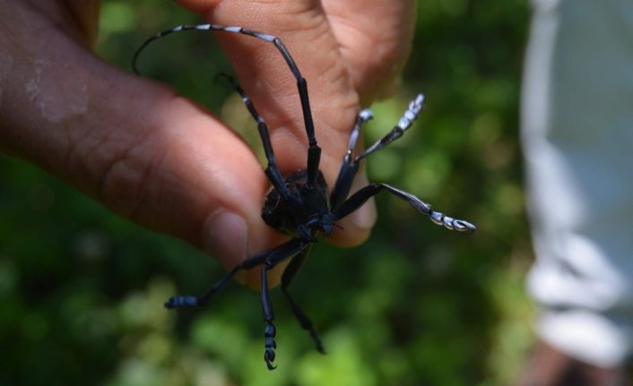 Turunçgil uzun antenli böceği Trabzon’da tarım arazilerini tehdit etmeye devam ediyor