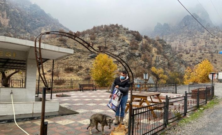 Uludere ve Beytüşşebap’ta başı boş hayvanlar için kampanya başlatıldı