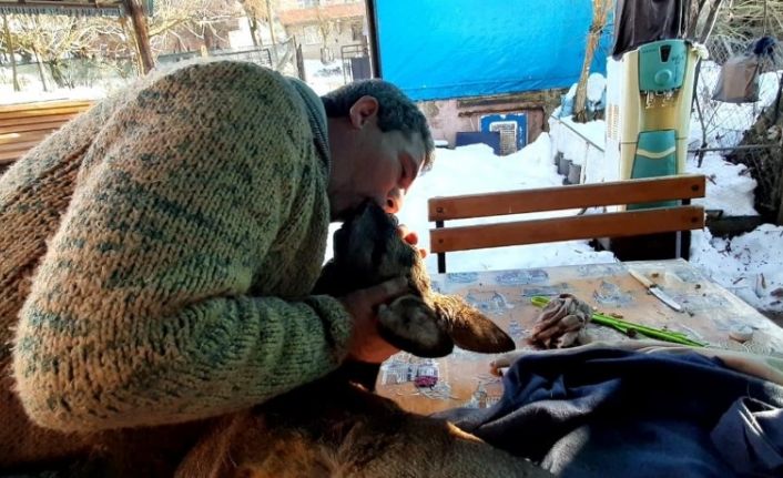 Yaralı karacayı hayata döndürmek için suni teneffüs ve kalp masajı yaptı