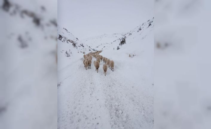 Yaylada mahsur kalan 4 çoban ve 2 bin küçükbaş hayvan kurtarıldı