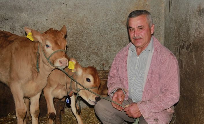 Yeni yılın ilk buzağılarına korona aşısını bulan Türk çiftin isimlerini verdi
