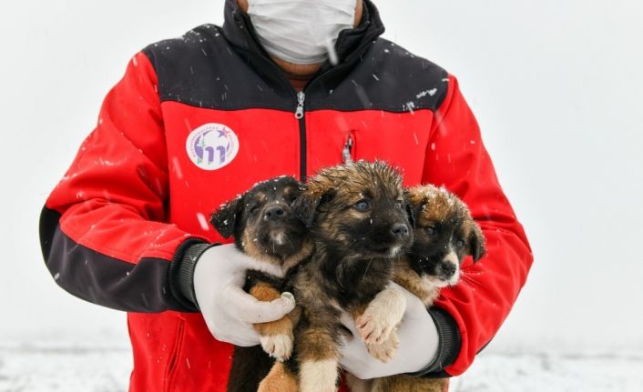 11 yavru köpek donmaktan son anda kurtarıldı