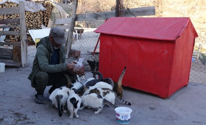 22 yıl önce bir kedi sahiplendi, şimdi 30’dan fazla kedisi oldu