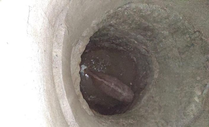500 kiloluk inek düştüğü kuyudan vinç yardımıyla kurtuldu