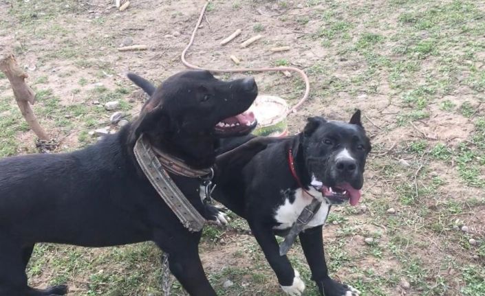 800 tavuğa bekçilik eden köpeğini dere kenarında silahla vurulmuş halde buldu