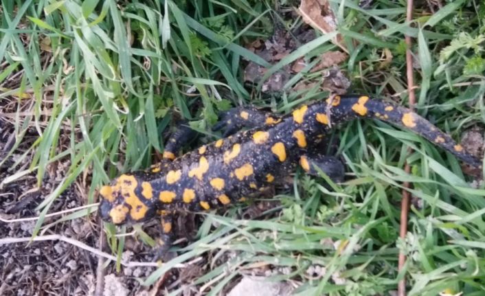 Adıyaman’da lekeli semender görüldü