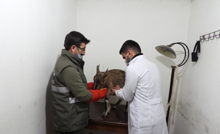 Artvin’de bitkin halde bulunan yaban keçisi koruma altına alındı