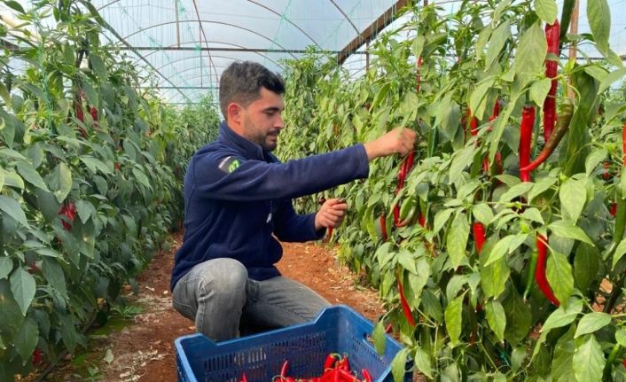 Aşırı talep sebebiyle yetersiz kalan isotun açığını şili biberi kapatıyor