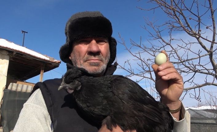 ’Ayam Cemani’ cinsi horoz ve tavuk görenleri şaşırtıyor: İç organları dahi kömür karası