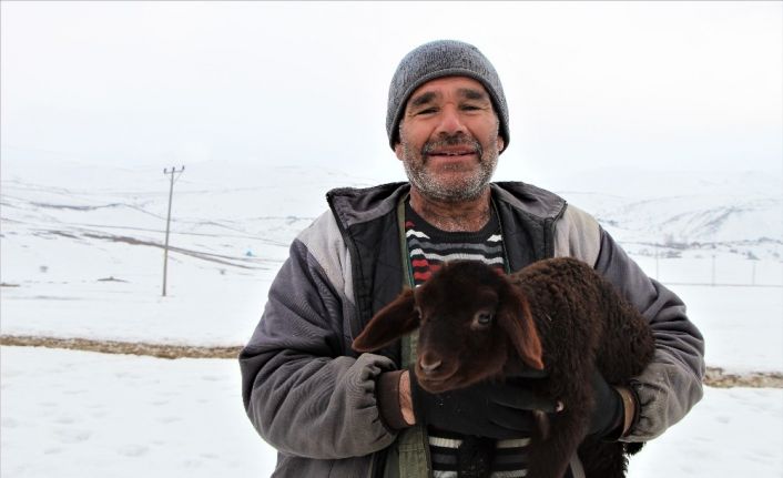 Bingöl’de dayanışma örneği, telef olan 95 kuzusu yerine 95 kuzu verildi