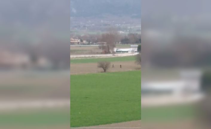 Bolu’da, köpeğe tecavüz ederken suçüstü yakalanan şahsa 15 bin lira ceza
